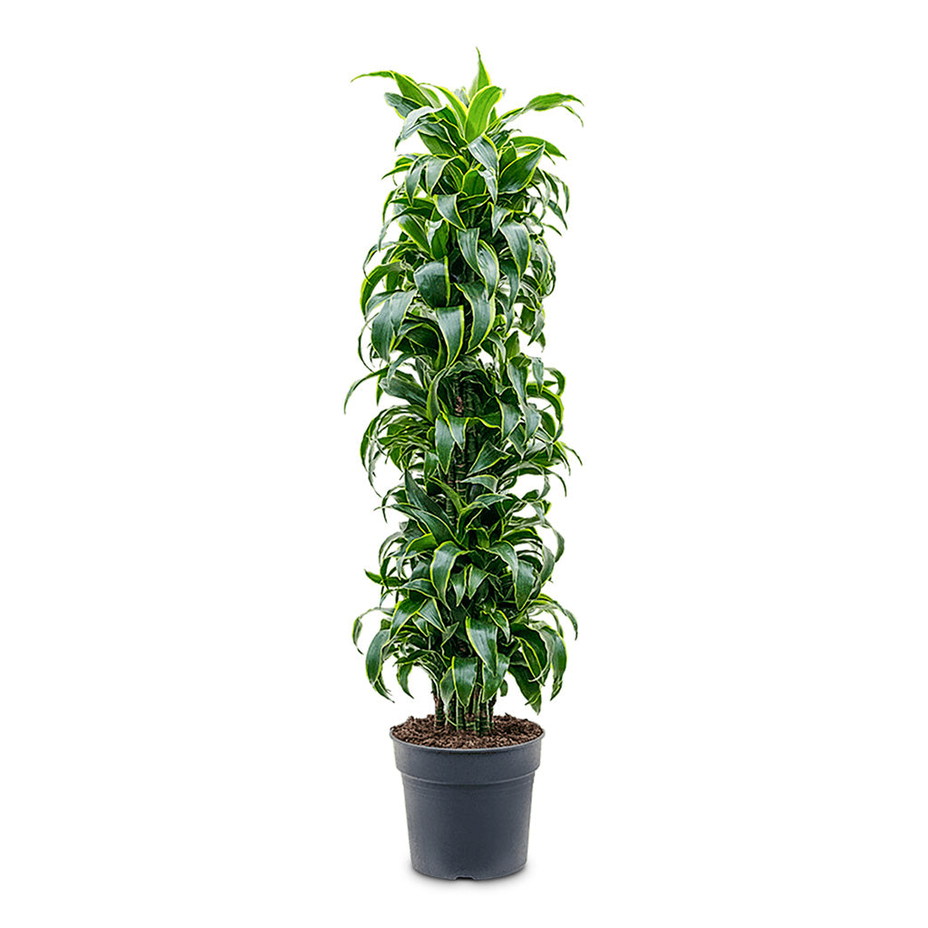Dracaena frag. Dorado Branched 34x170cm