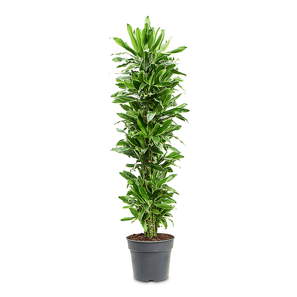 Dracaena frag. Golden Coast Branched 34x170cm