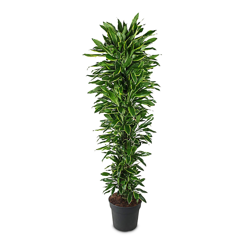 Dracaena frag. Golden Coast Branched 40x220cm