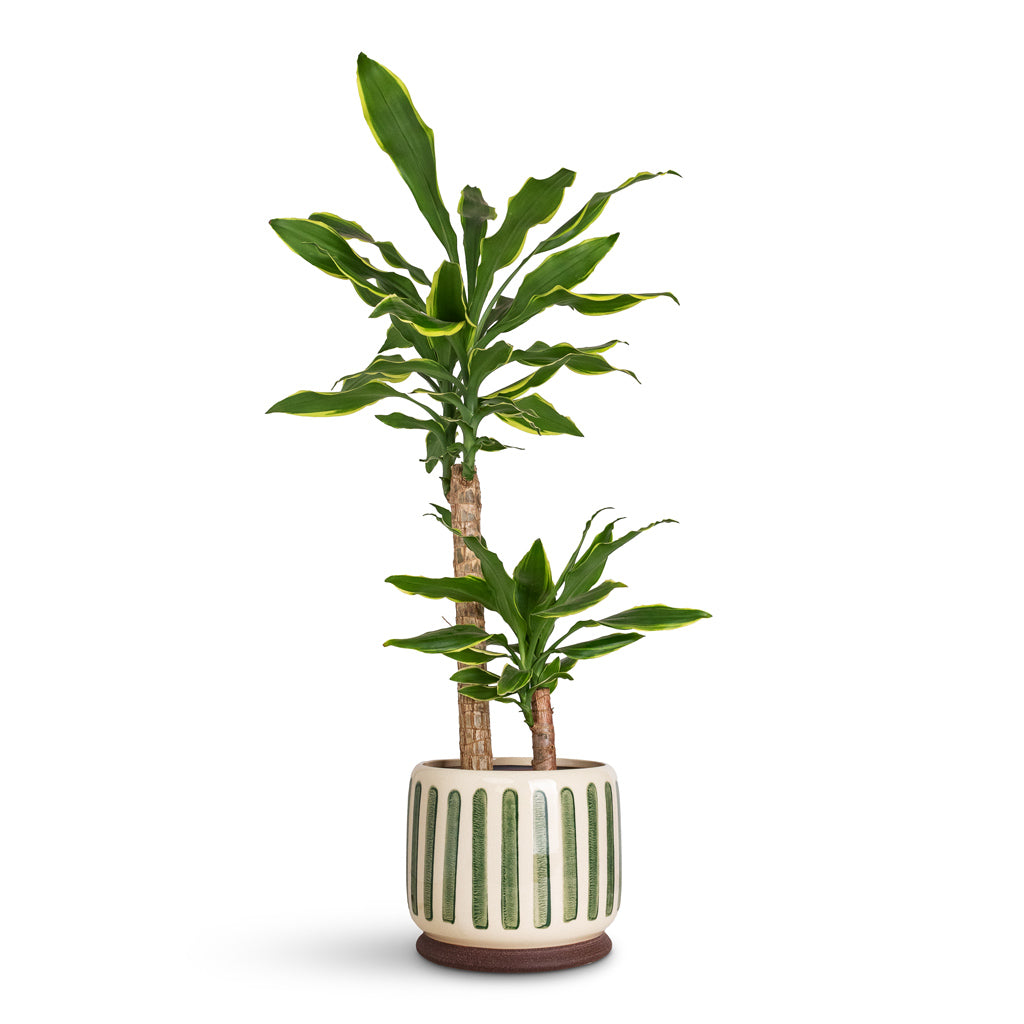 Dracaena frag. Golden Coast Multi Stem - 7x70cm - _2-stems_ - In Stripe Pot Green - 21x18cm