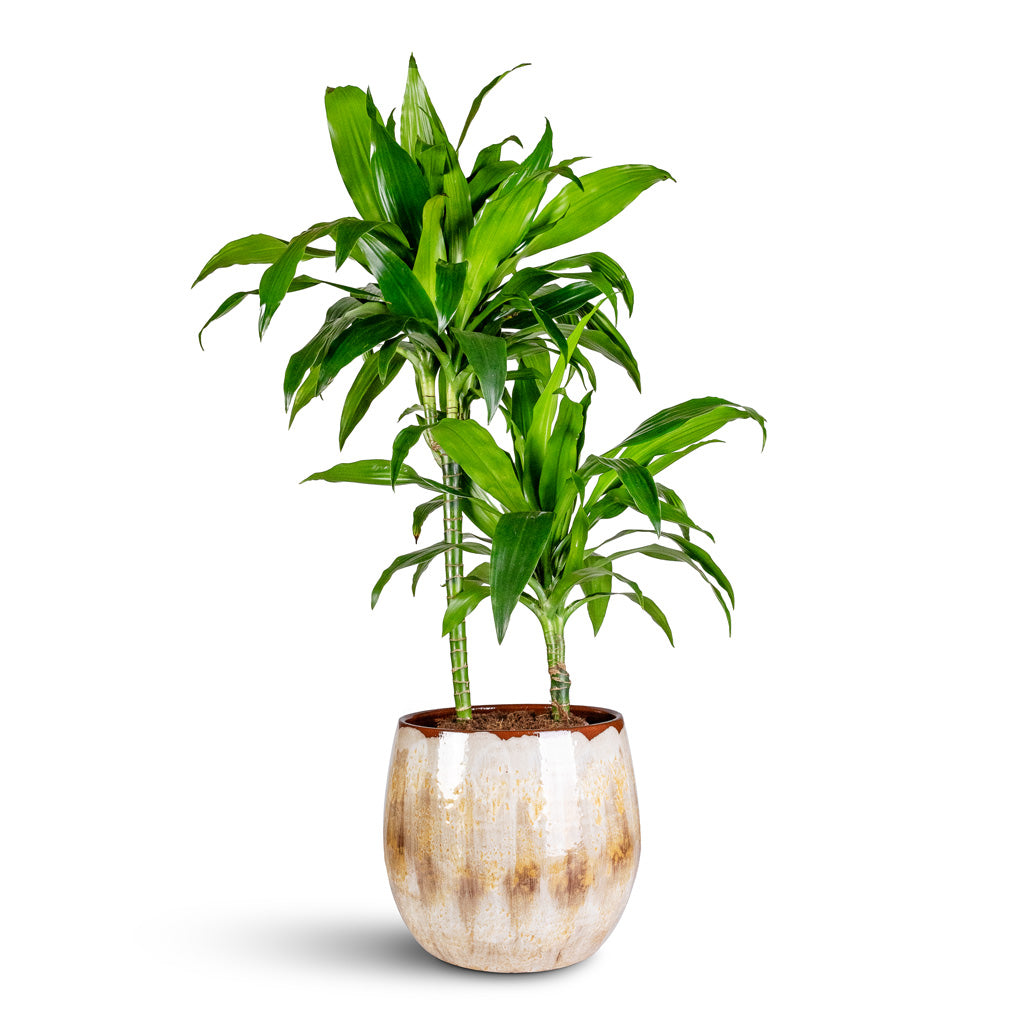 Dracaena frag. Janet Craig Multi Stem 19x90cm _2 stems_ Suus Pot Latte 33x28cm