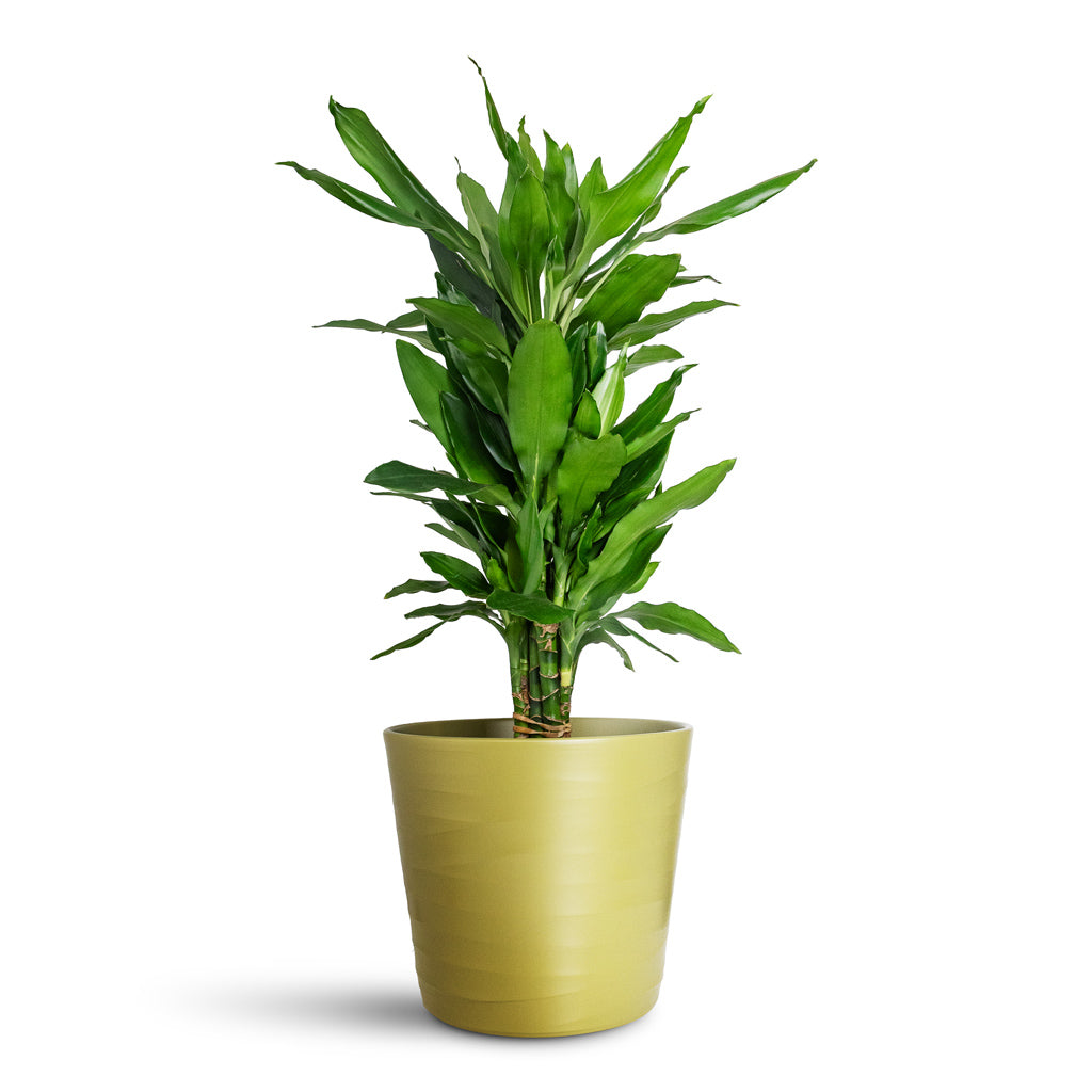 Dracaena frag. Janet Lind Branched In Oslo Pot Olive