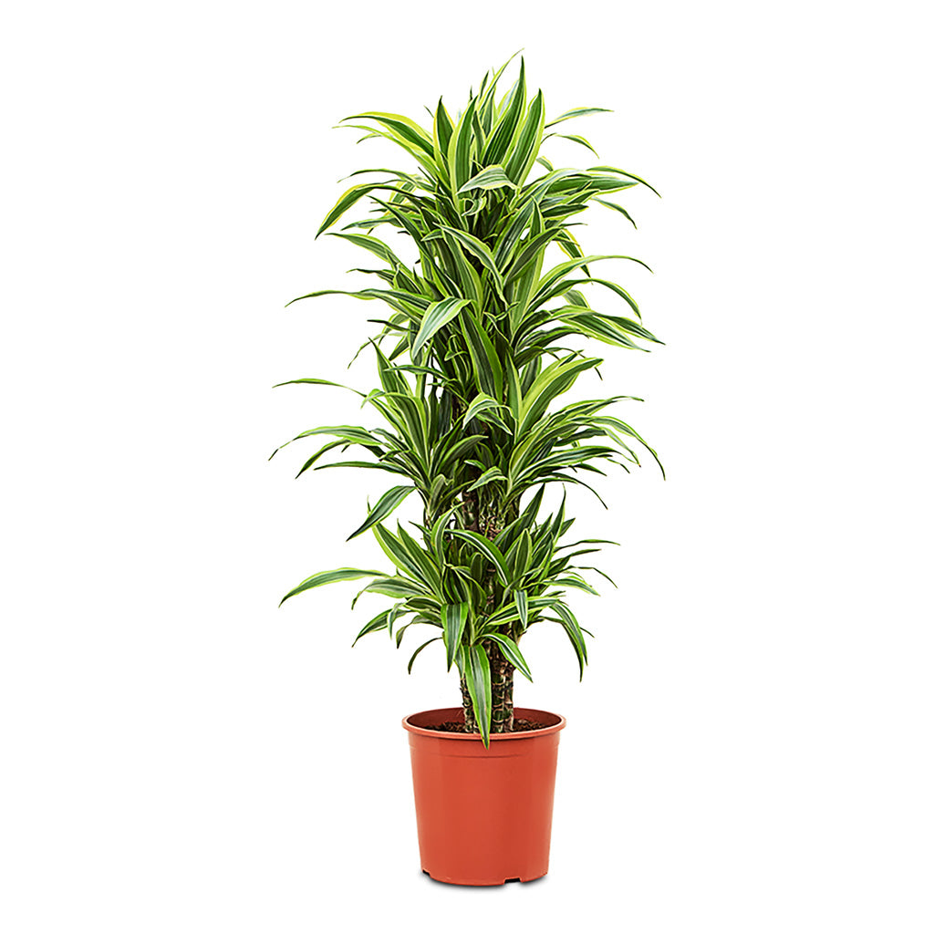 Dracaena frag. Lemon Lime   Branched   30 x 140cm