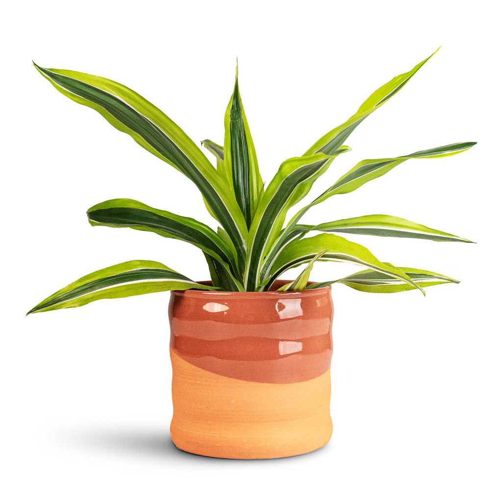 Dracaena frag. Lemon Lime Head Houseplant 12x35cm Odin Plant Pot Red Terracotta 14x13cm