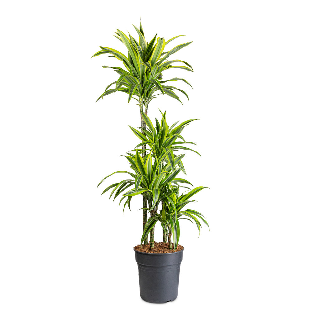 Dracaena fragrans Lemon Lime Multi Stem 4 stems