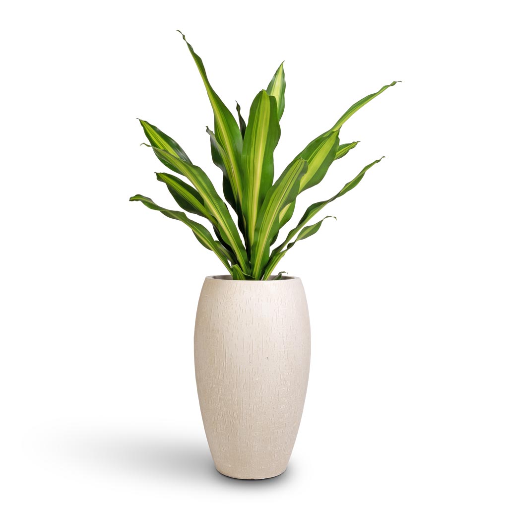 Dracaena fragrans Burley & Raindrop Tall Balloon Planter - Stone