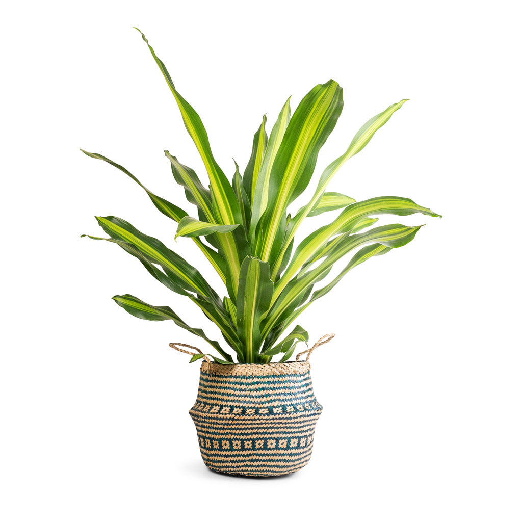 Dracaena fragrans Burley & Seagrass Tribal Basket - Teal Lined