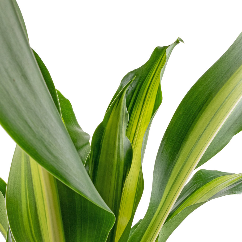 Dracaena fragrans Burley HydroCare - 18-19x65cm