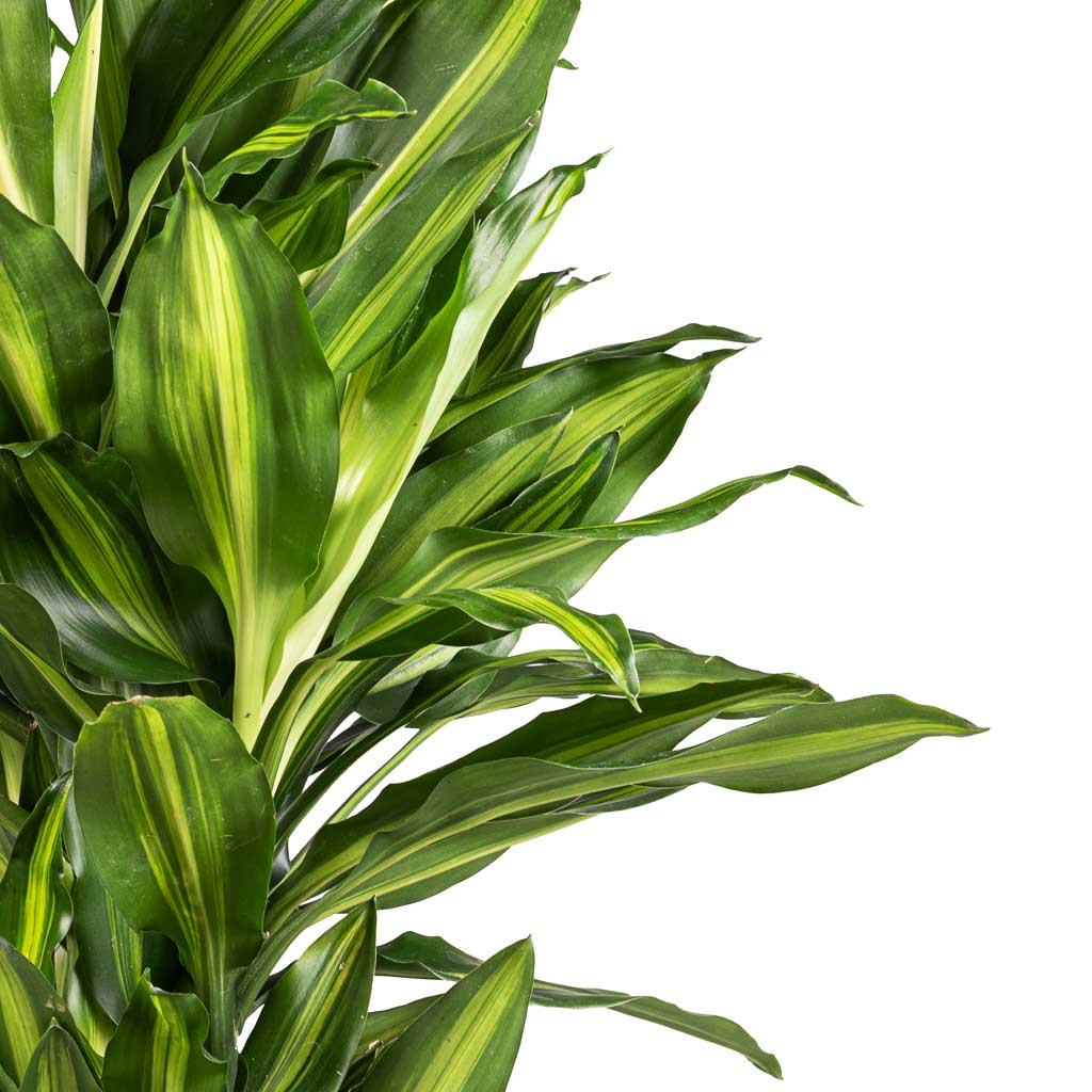 Dracaena fragrans Cintho - Branched Leaves