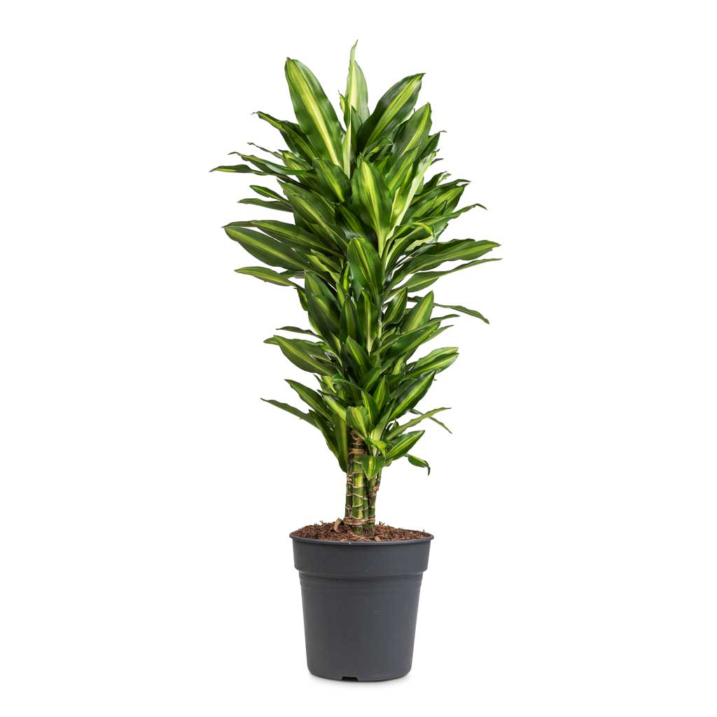 Dracaena fragrans Cintho - Branched - 24 x 80cm