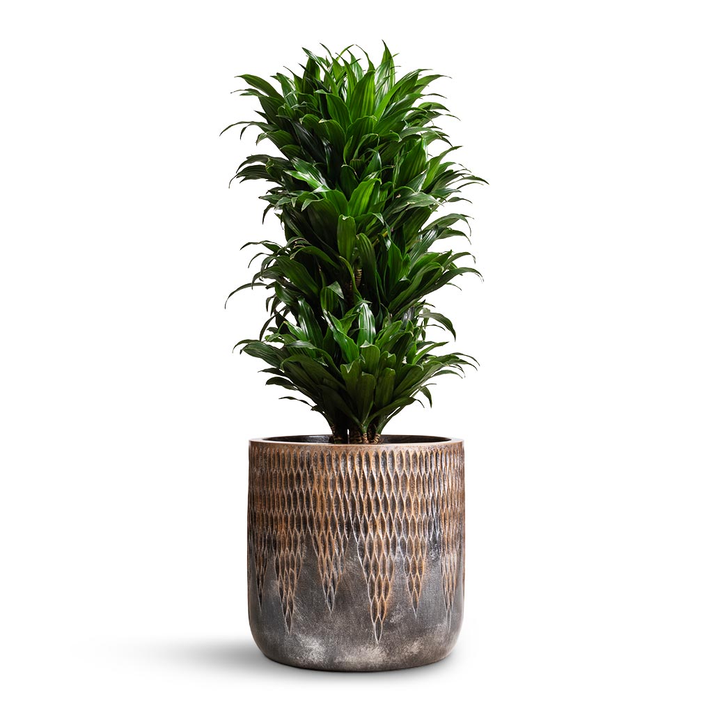 Dracaena fragrans Compacta - Branched &amp; Luxe Lite Comet Cylinder Planter - Bronze