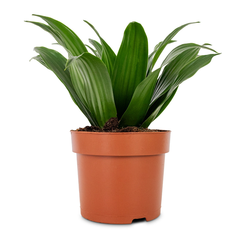 Dracaena fragrans Compacta - Head - 12 x 25cm