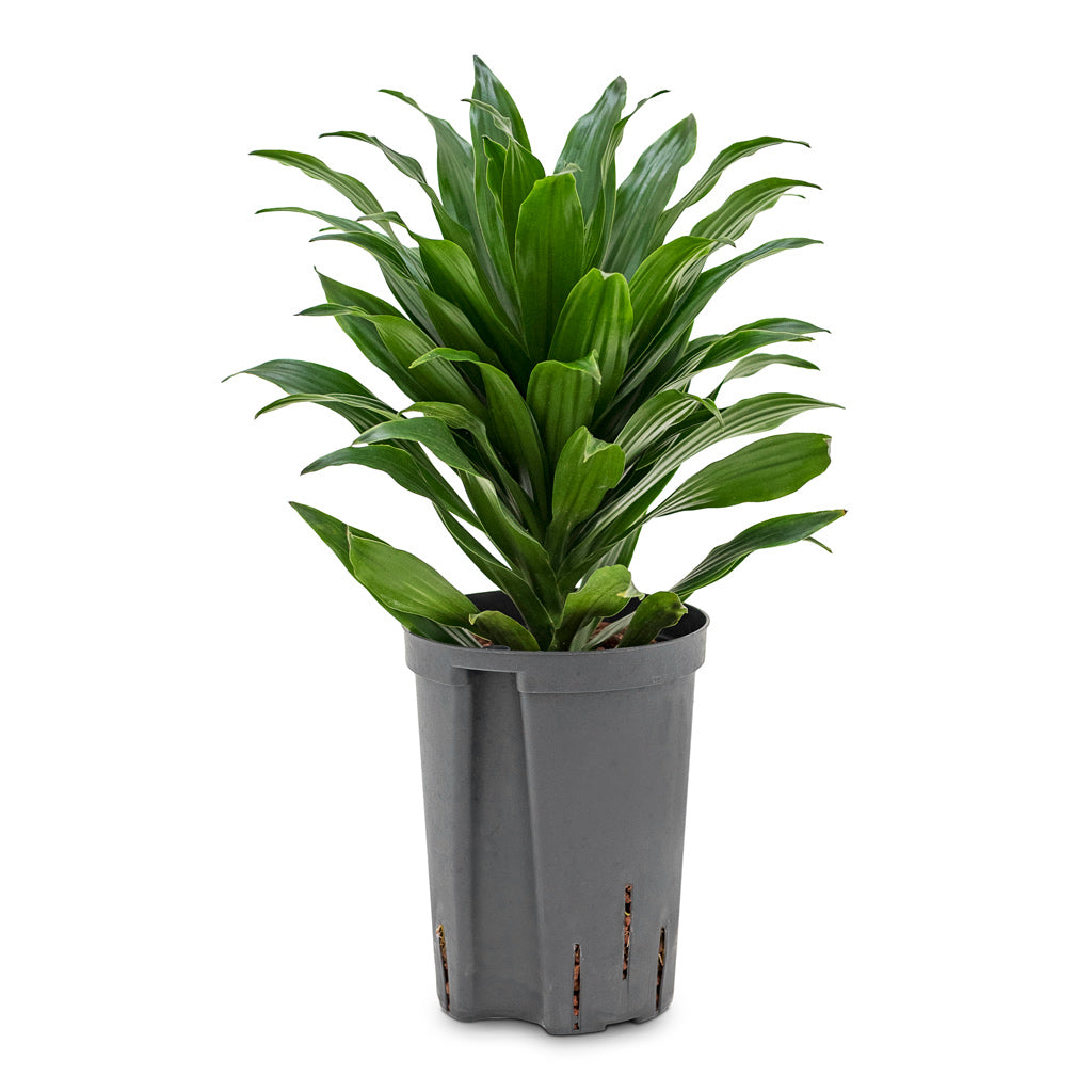 Dracaena fragrans Compacta - Head - HydroCare - 18/19 x 35cm