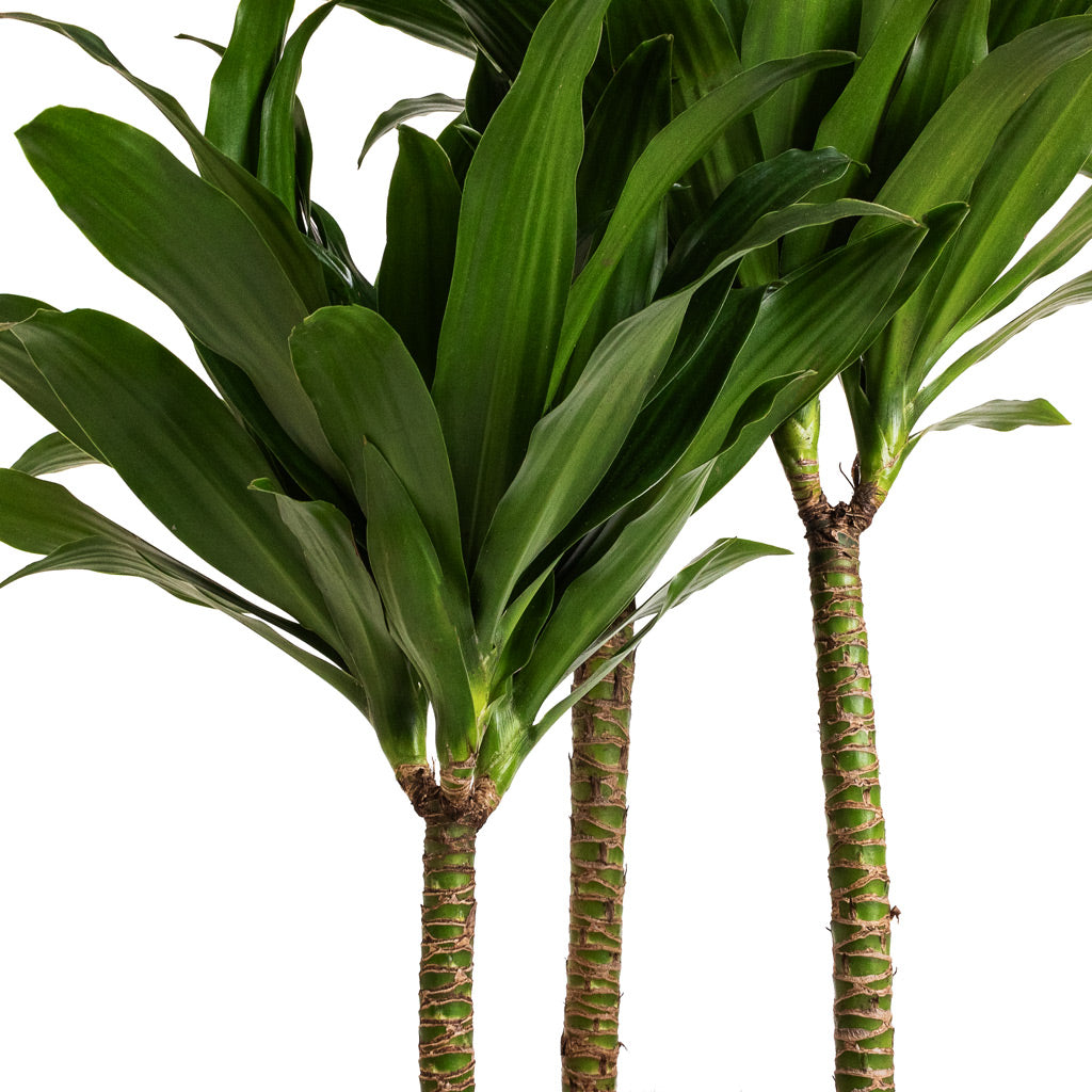Dracaena fragrans Compacta - Multi Stem Details