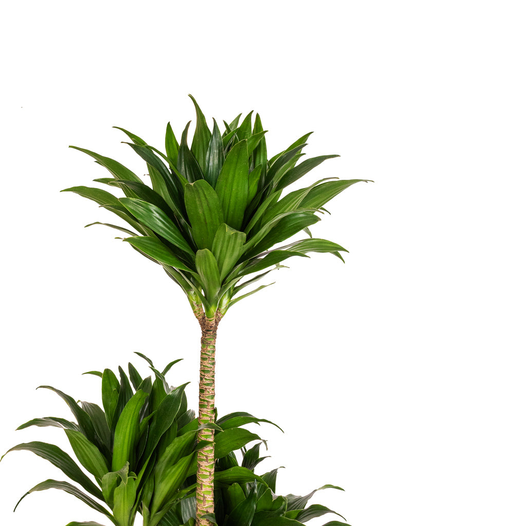 Dracaena fragrans Compacta - Multi Stem Details