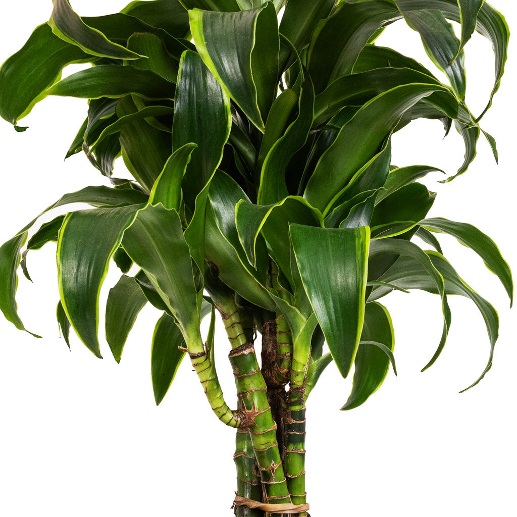 Dracaena fragrans Dorado - Branched Details
