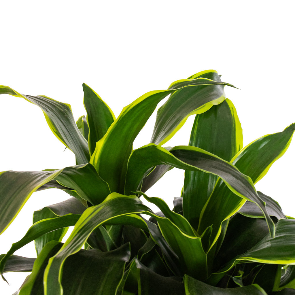 Dracaena fragrans Dorado - Branched