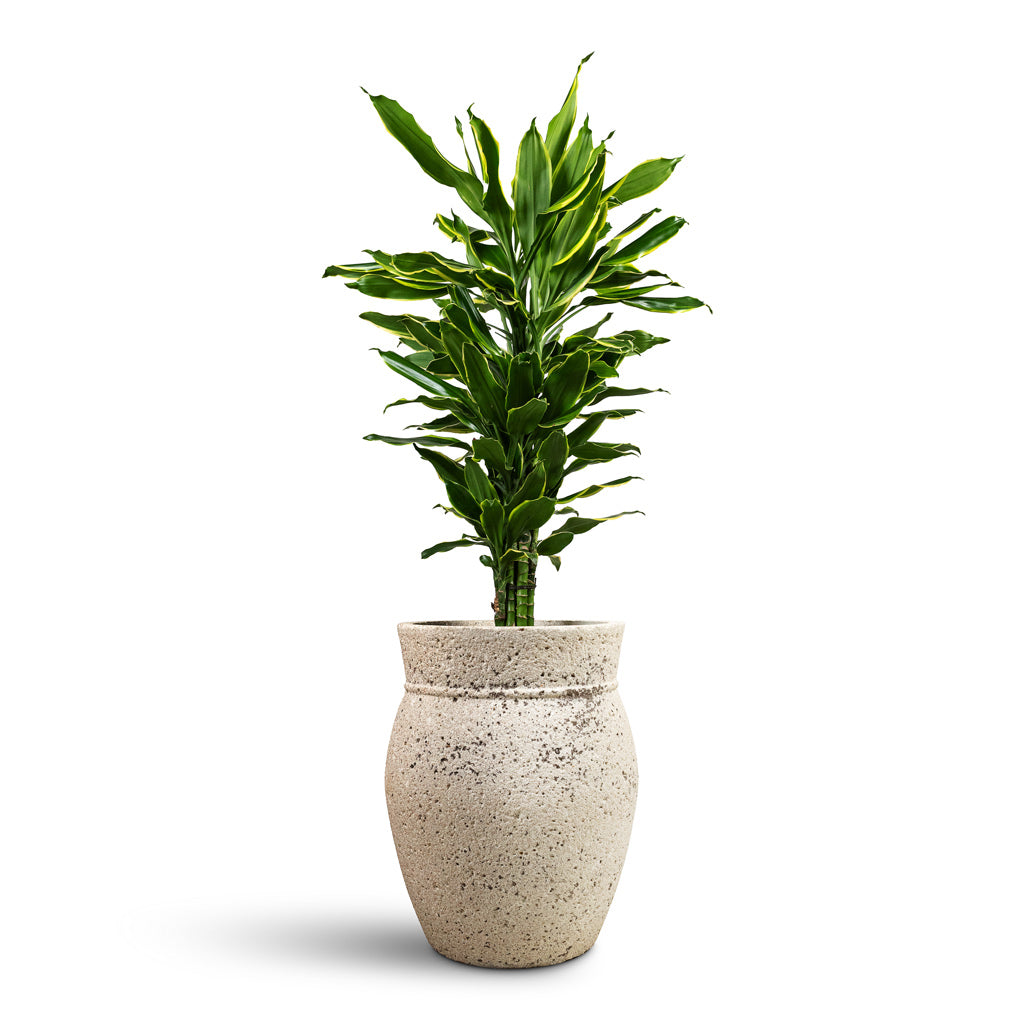 Dracaena fragrans Golden Coast Branched - 24x90cm & Apollo Mediterranean Planter Chalk White - 38.5x47cm