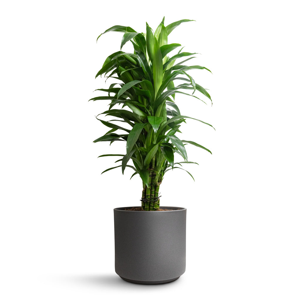 Dracaena fragrans Janet Craig - Branched & Leon Plant Pot - Granite