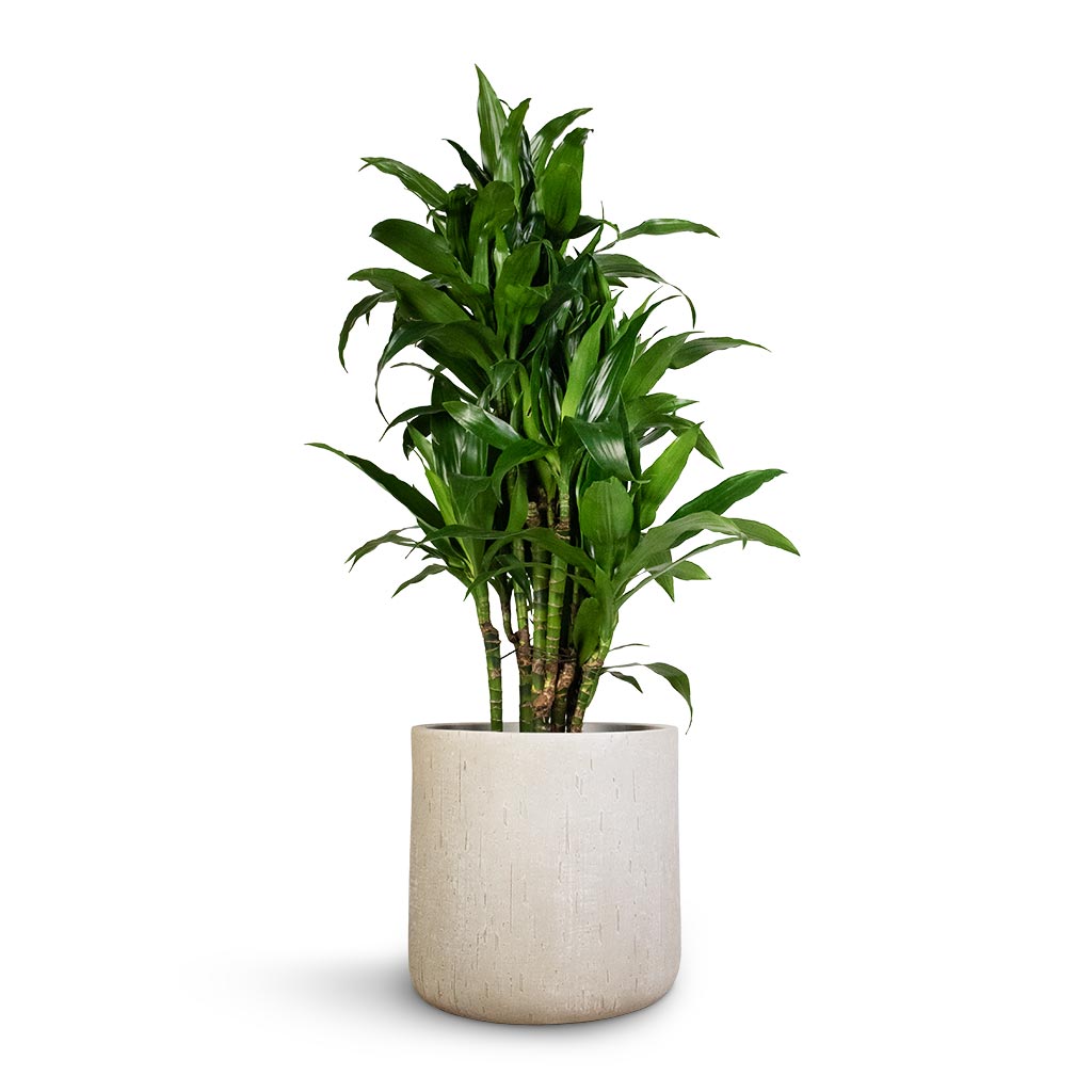 Dracaena fragrans Janet Craig - Branched & Raindrop Round Planter - Stone