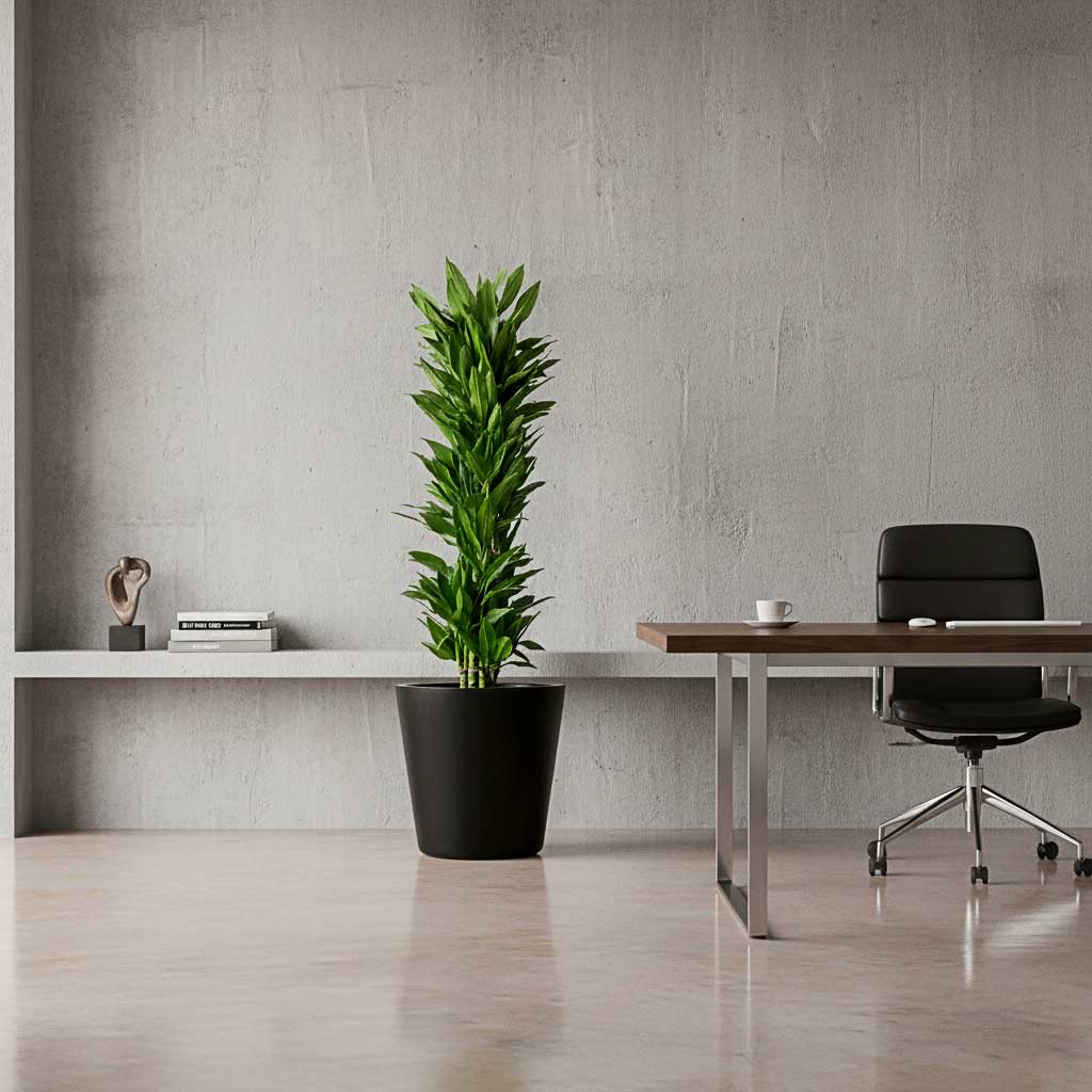 Dracaena fragrans Janet Craig -Branched in a Bucket Natural Planter - Black