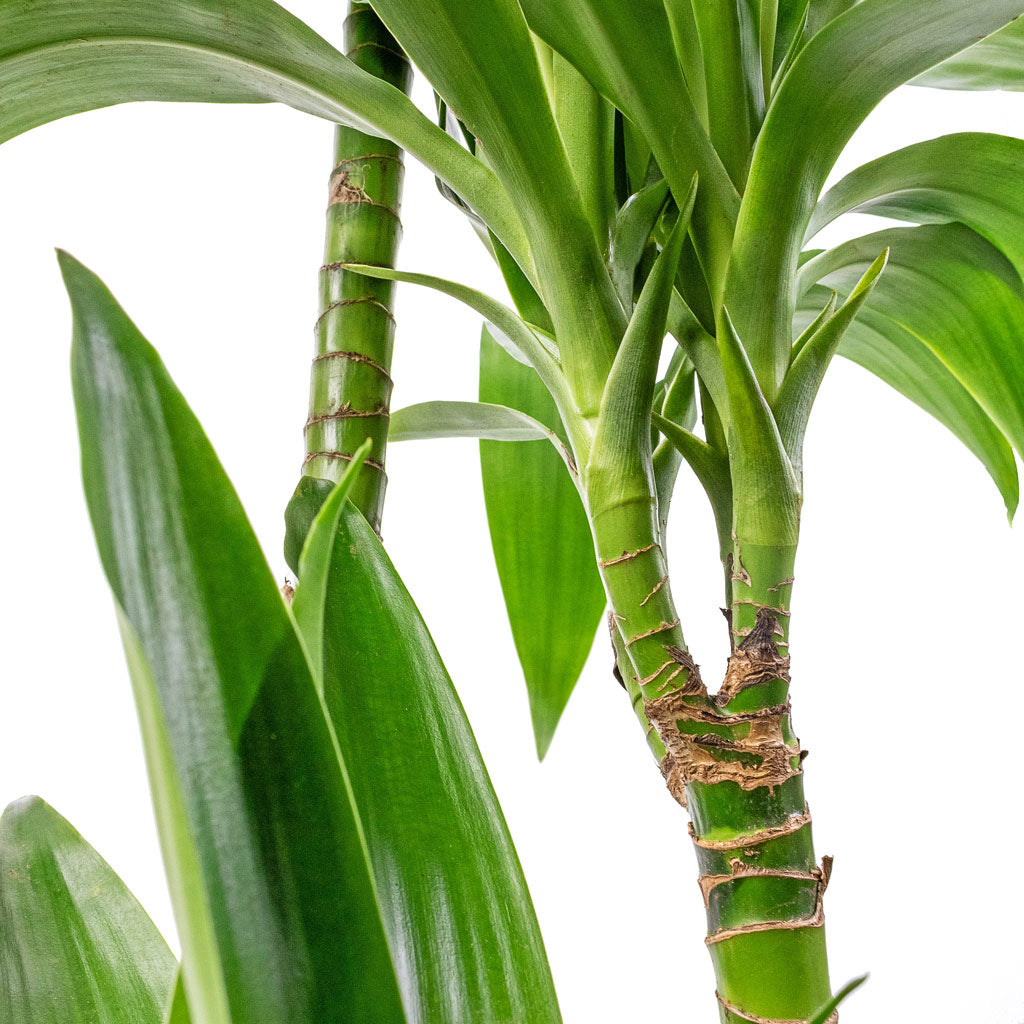 Dracaena fragrans Janet Craig - Multi Stem & Max Refined Planter - Pine Green
