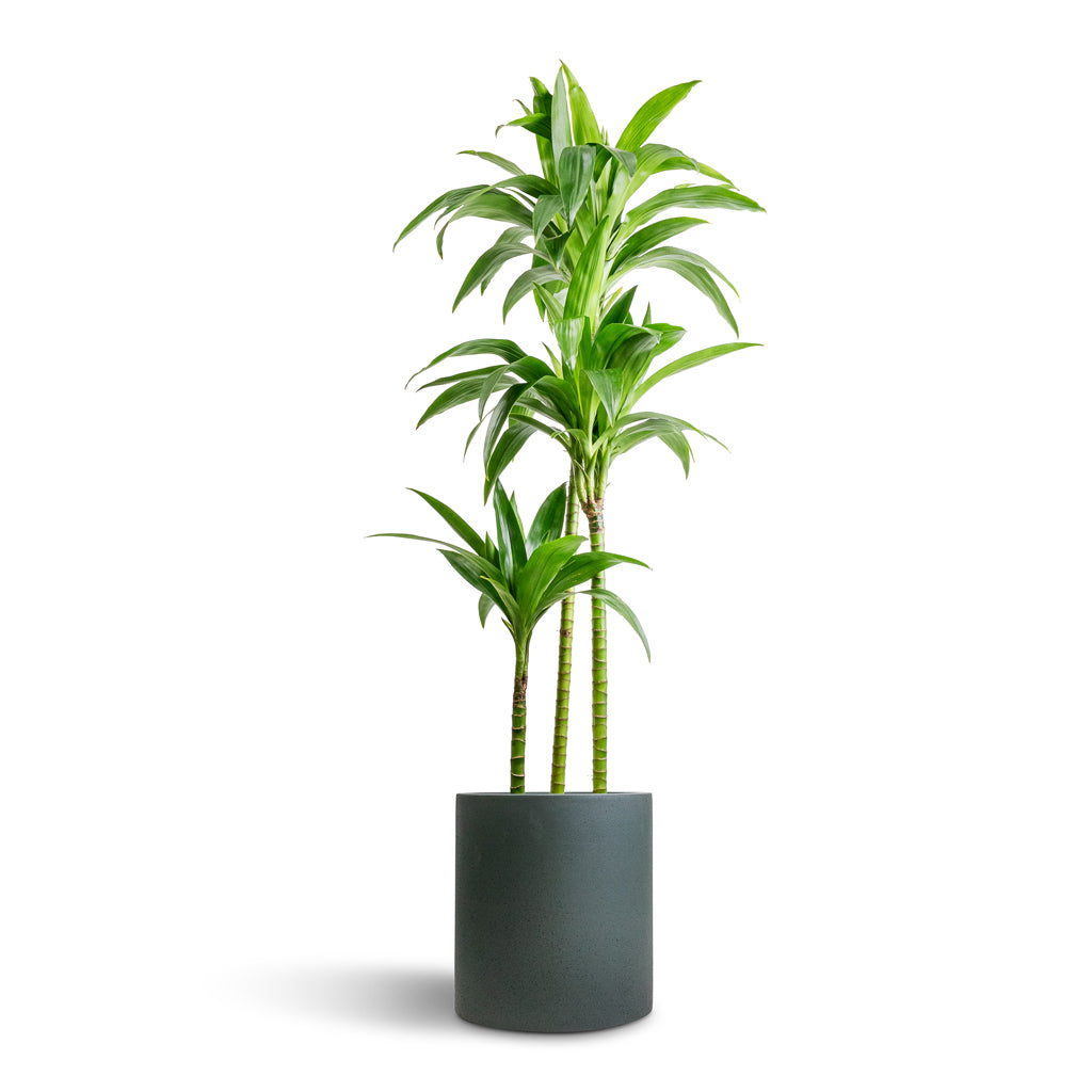 Dracaena fragrans Janet Craig - Multi Stem &amp; Max Refined Planter - Pine Green