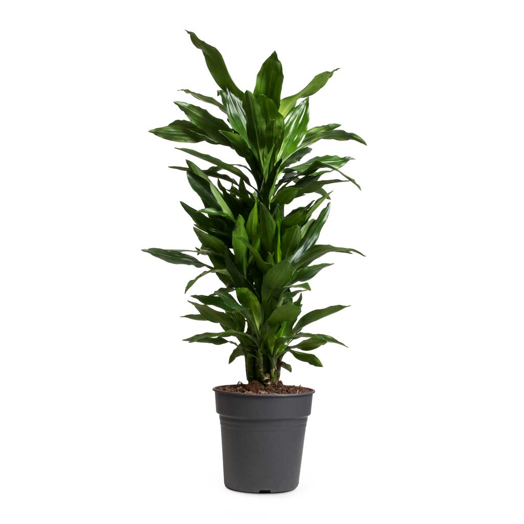 Dracaena fragrans Janet Lind - Branched - 24 x 95cm