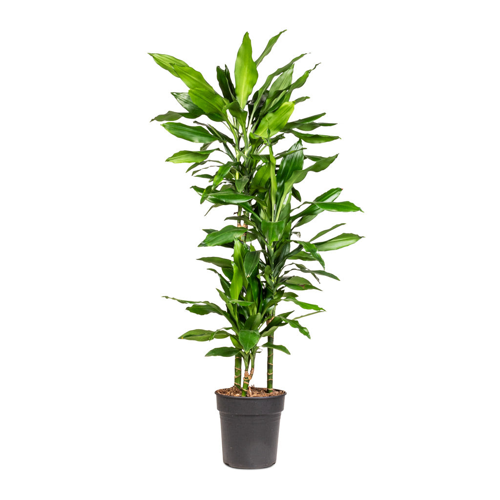 Dracaena fragrans Janet Lind - Multi Stem - 21 x 110cm (3 stems)