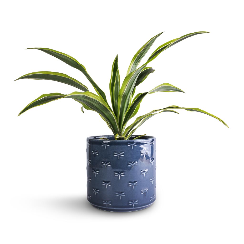 Dracaena fragrans Lemon Lime - Head & Arley Plant Pot - Blue Dragonfly
