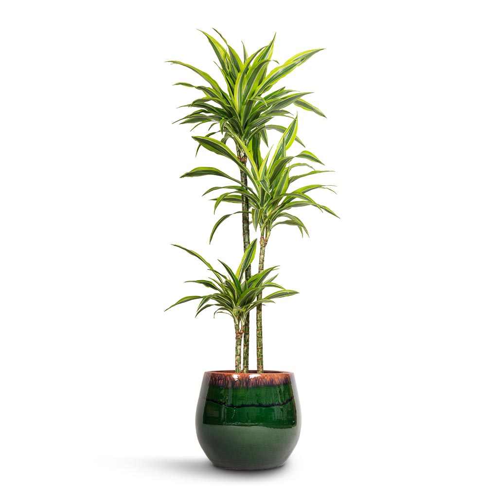 Charlotte Plant Pot Green Dark Variant