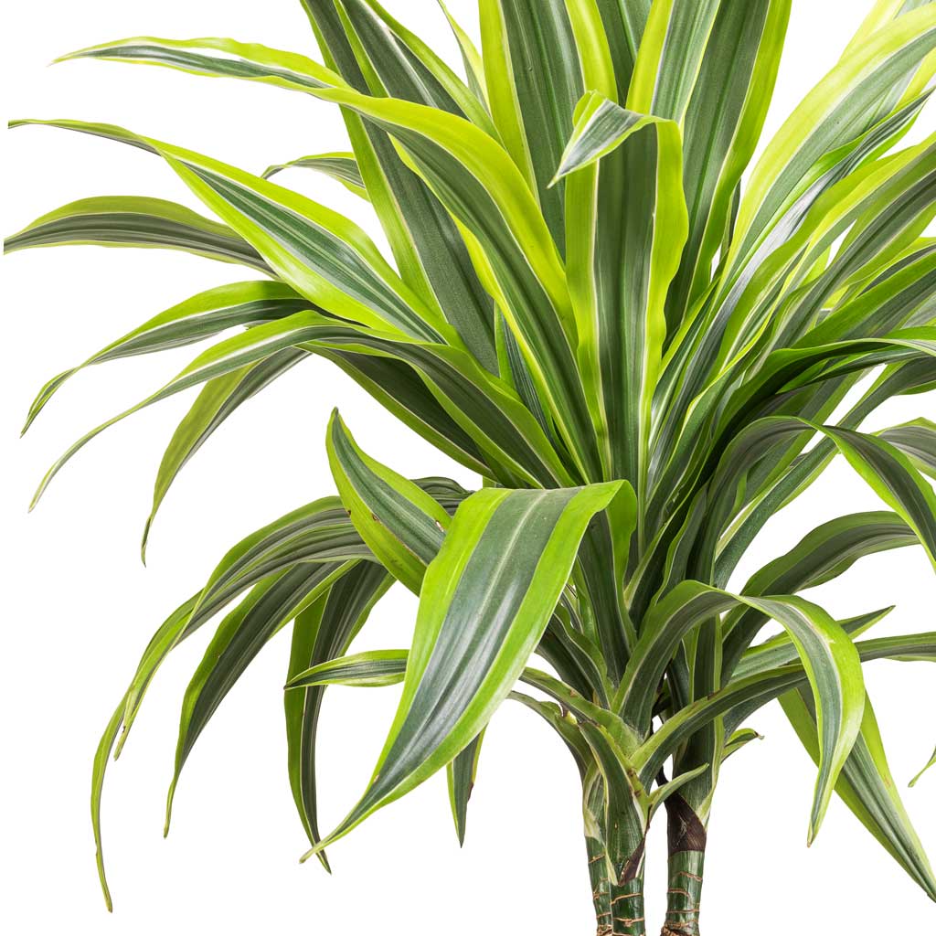 Dracaena fragrans Lemon Lime Multi-Stem Indoor Plant and Ben Plant Pot - Straw Grass