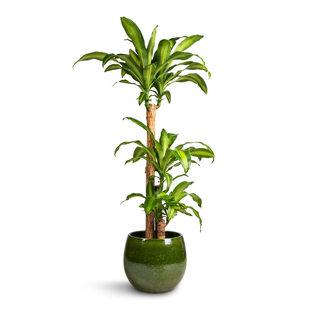 Dracaena fragrans Massangeana &amp; Aimee Plant Pot - Pear