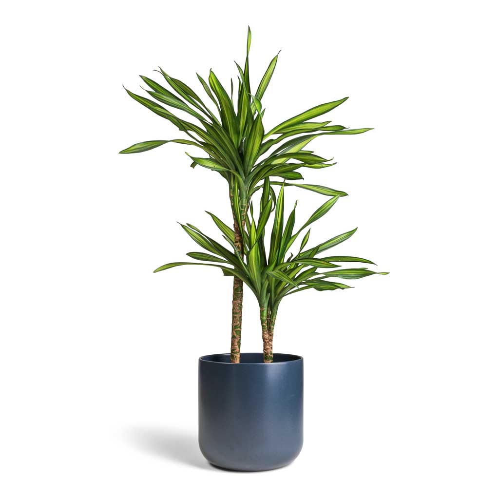 Dracaena fragrans Riki - Multi Stem & Lisbon Plant Pot - Navy