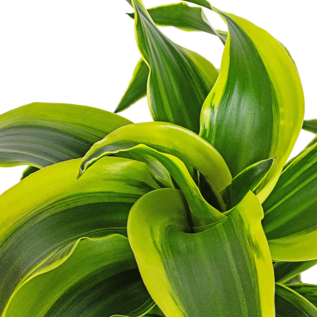 Dracaena fragrans Tornado - Head & Arley Plant Pot - Yellow Bee