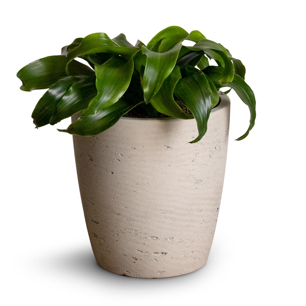 Dracaena fragrans Twister - Head &amp; Gerben Plant Pot - Grey Washed