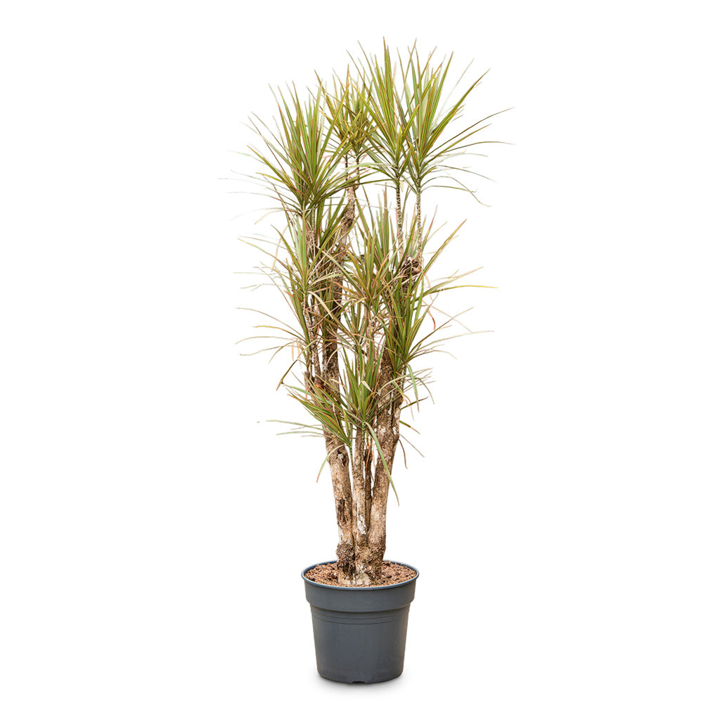 Dracaena marginata Bicolour Branched 27x110cm