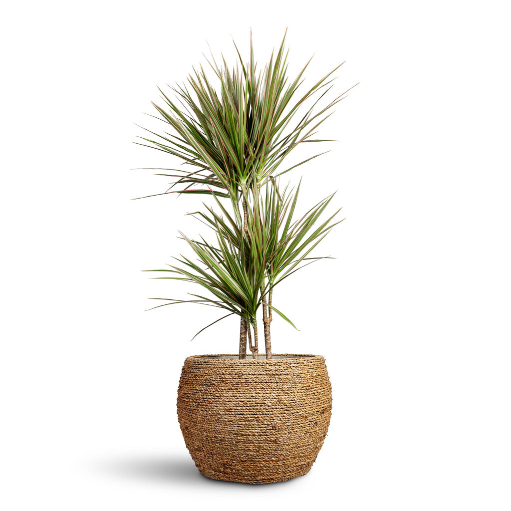 Abby Plant Pot Straw Grass Medium