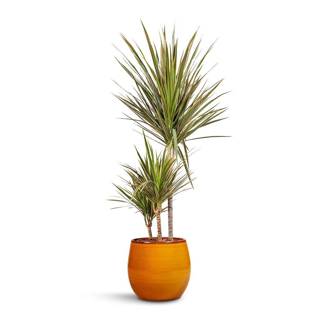 Dracaena marginata Bicolour - Multi Stem &amp; Charlotte Plant Pot - Spiced Ochre