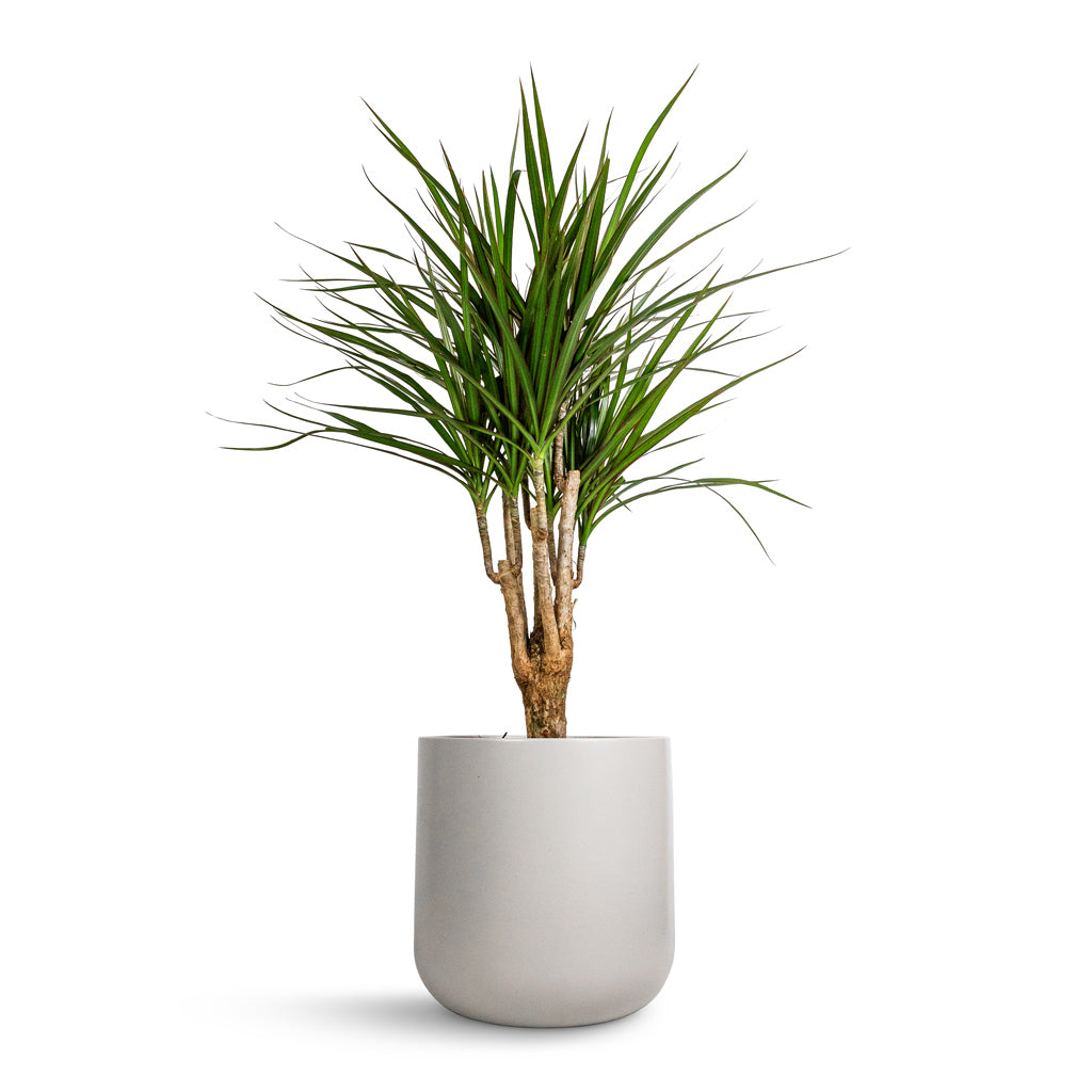 Dracaena marginata Red Edged - Branched & Lisbon Plant Pot - Light Grey