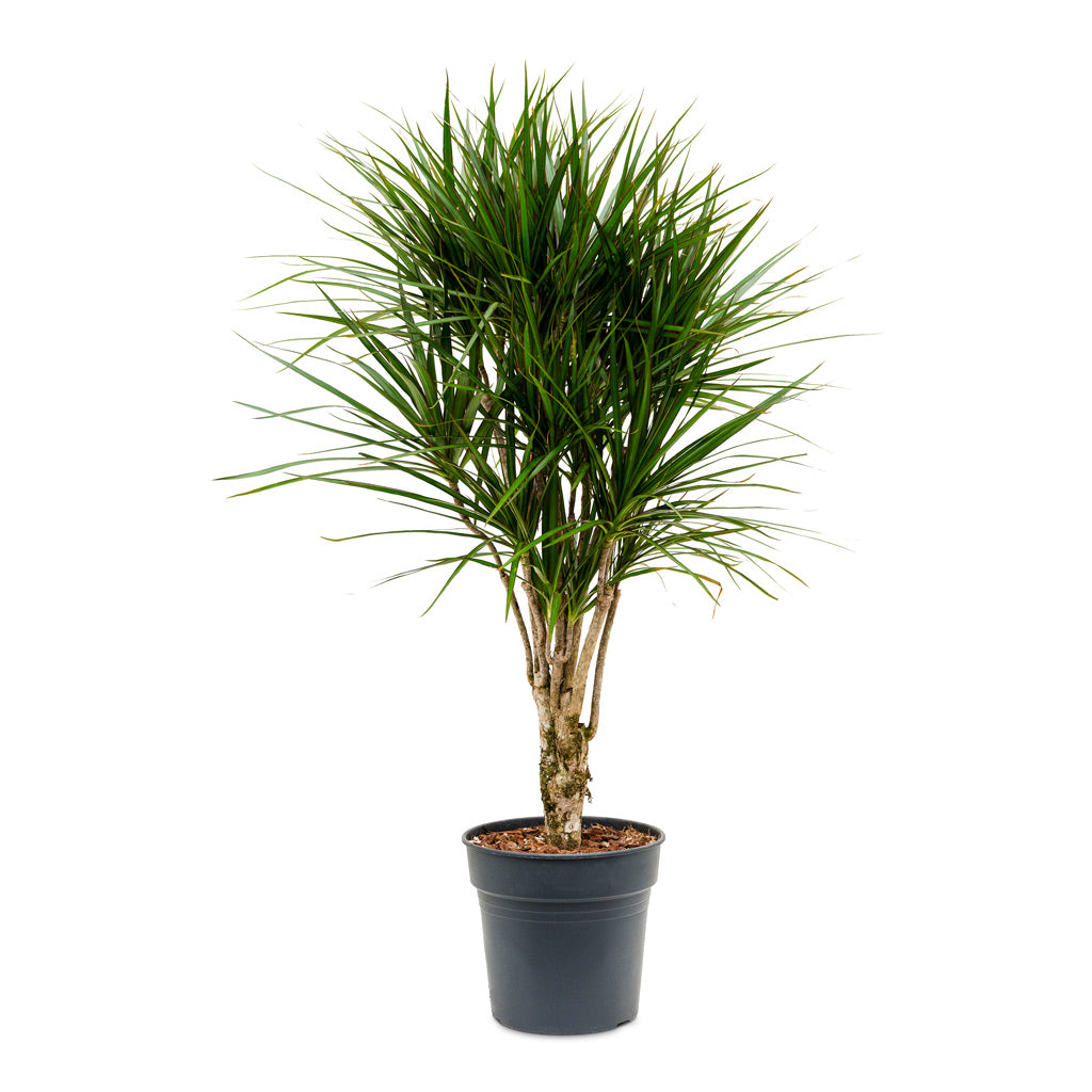 Dracaena marginata Red Edged - Branched - 27 x 120cm