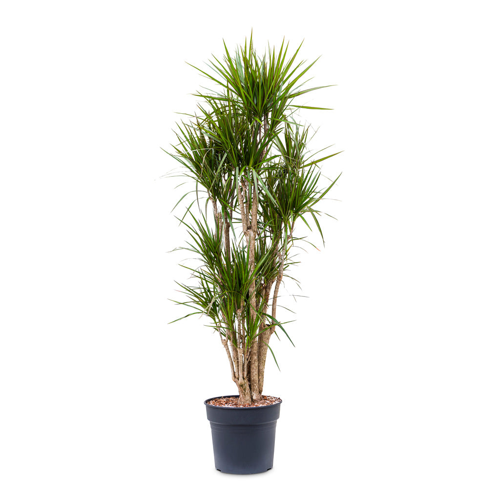 Dracaena marginata Red Edged - Branched - 34 x 190cm
