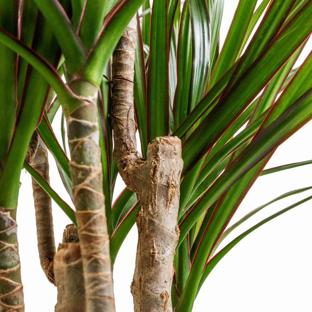 Dracaena marginata Red Edged Branched 34x190cm Metallic Couple Pot Light Champagne 60x55cm