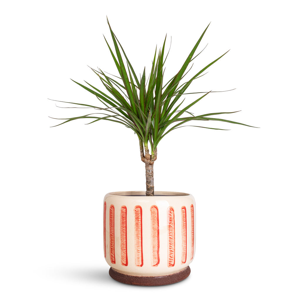 Dracaena marginata Red Edged Single Stem In Stripe Pot Red