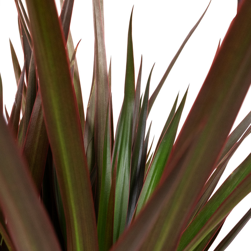 Dracaena marginata Red Edged Single Stem - 17x70cm In Celeste Pot Dusky Pink - 21x17cm