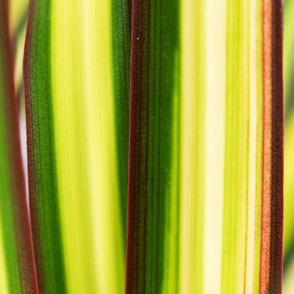 Close-up of Dracaena Sunray striped leaves with green, yellow, and red colors.