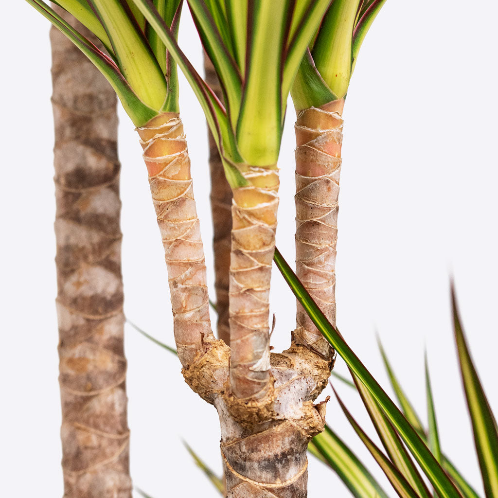 Dracaena marginata Sunray Stems