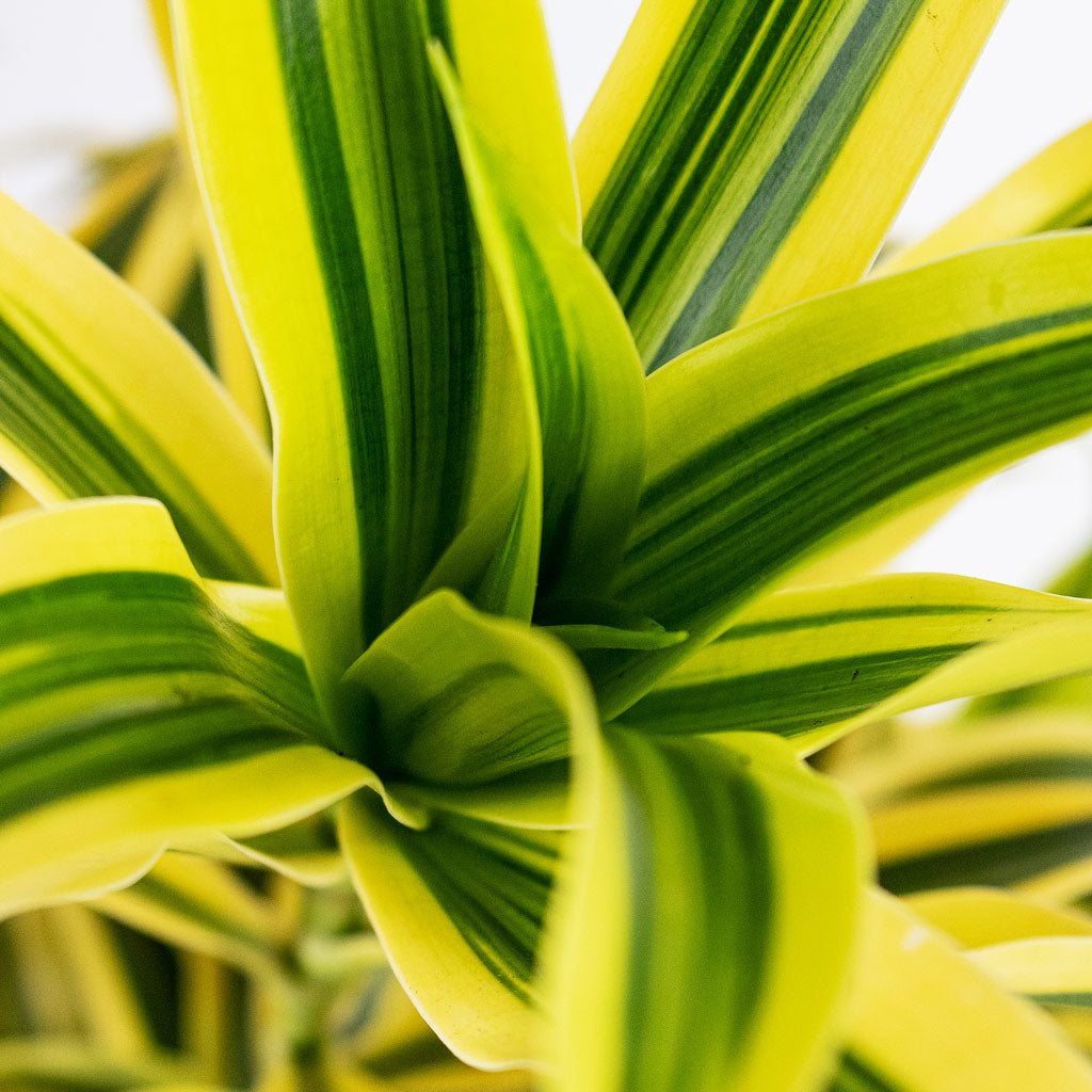 Dracaena reflexa Song of India 21x60cm House Plant In Rinca Pot Shiny Green 25x23cm
