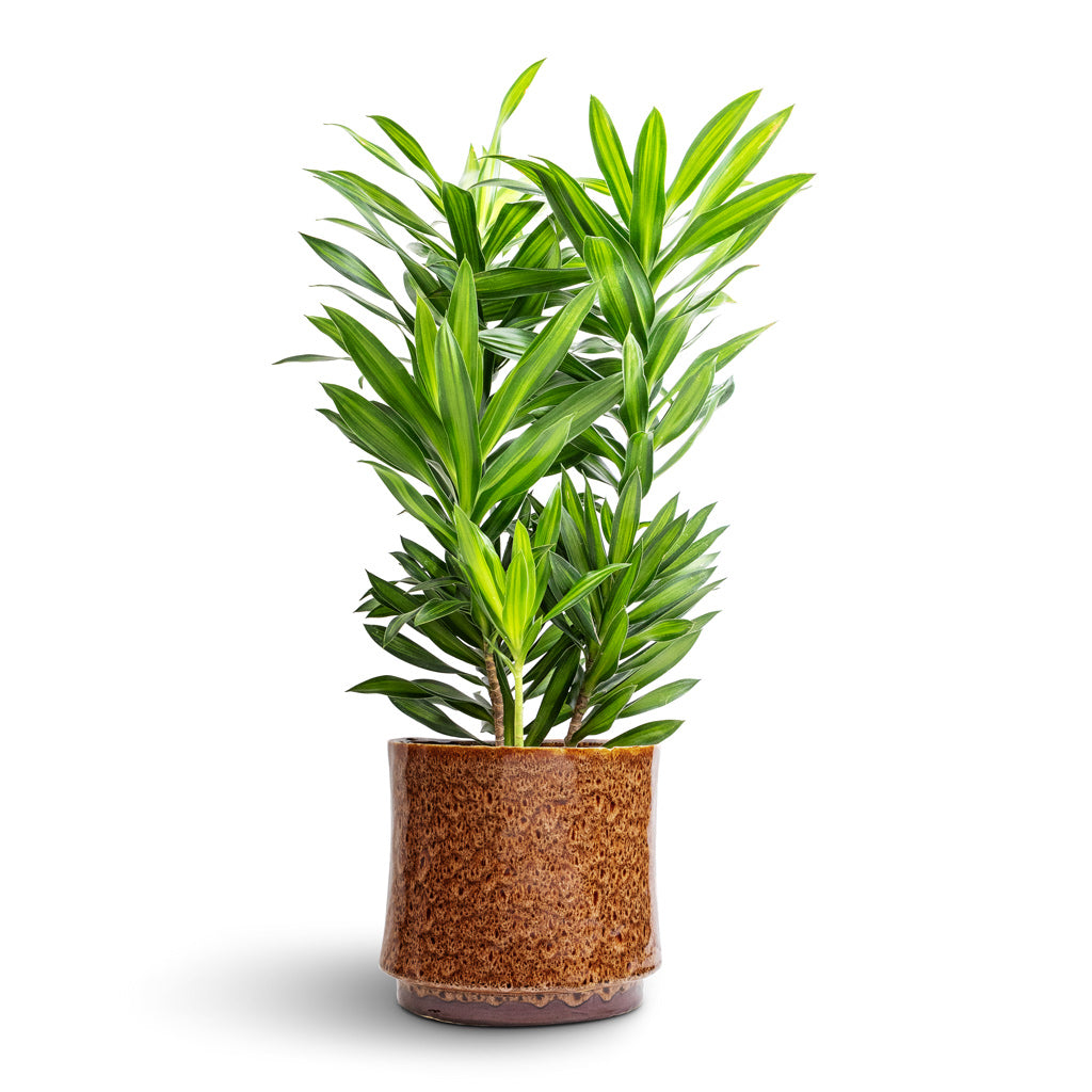 Dracaena reflexa Song of Jamaica & Nolan Plant Pot - Caramel