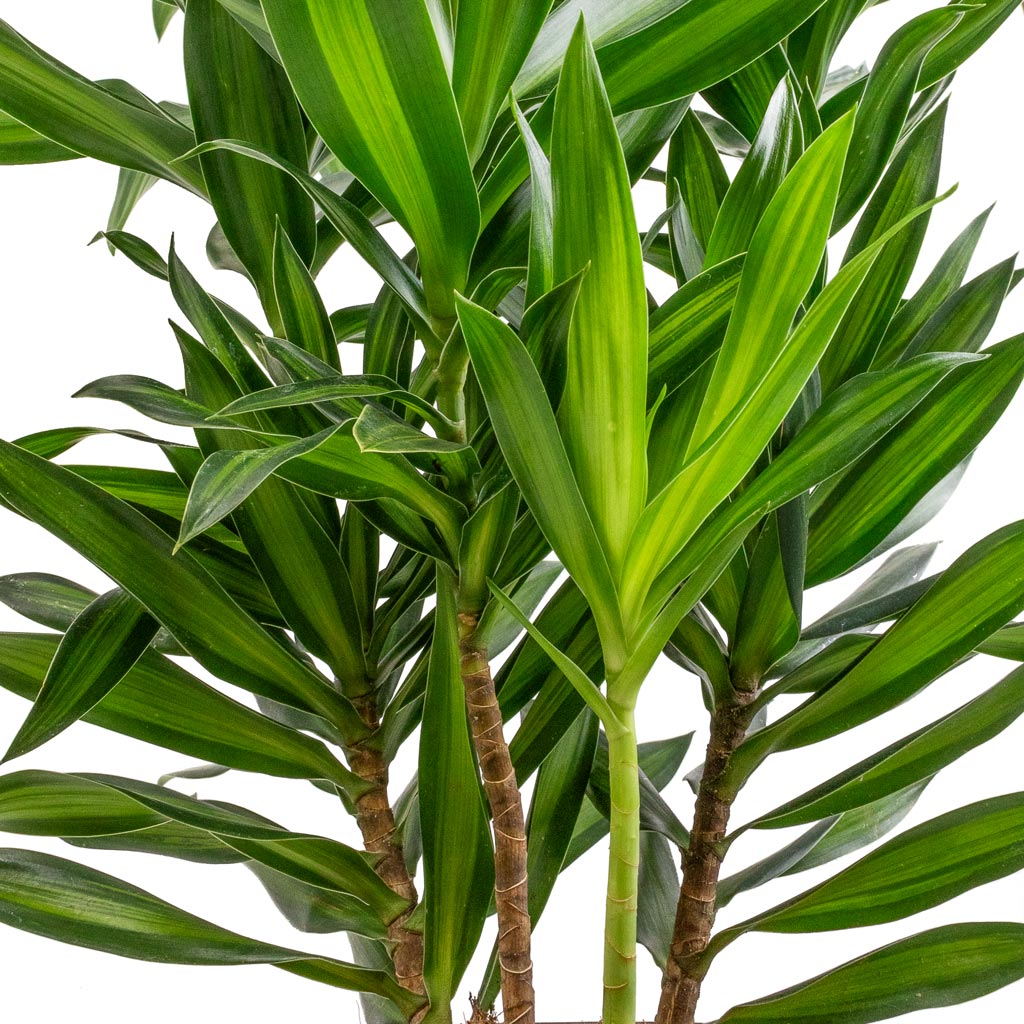 Dracaena reflexa Song of Jamaica 27x90cm Lava Couple Relic Planter Jade 36x34cm
